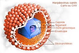 herpesvirose